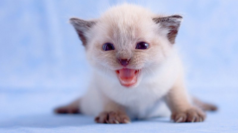 Милый маленький котик