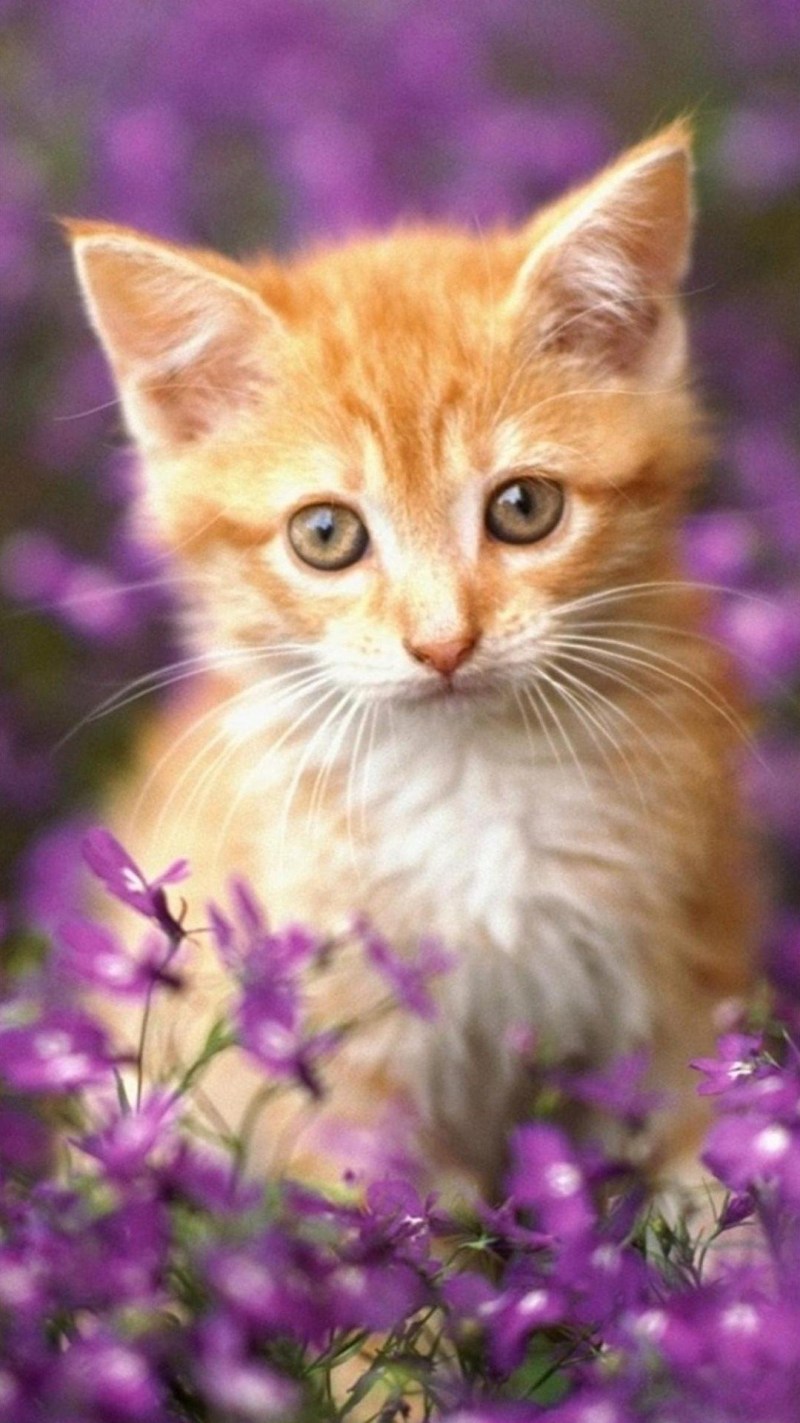 Котята вертикально