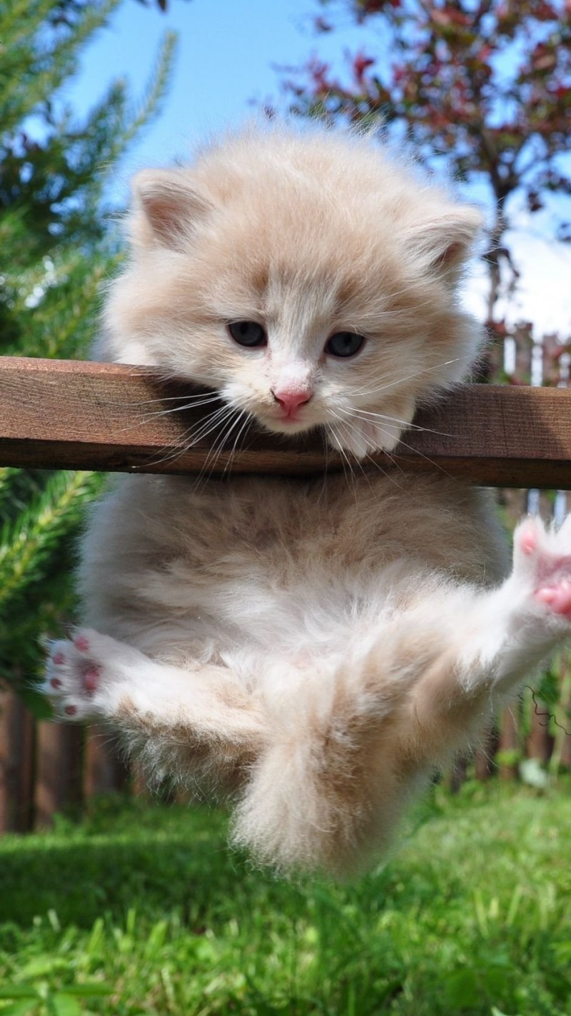 Забавные котята