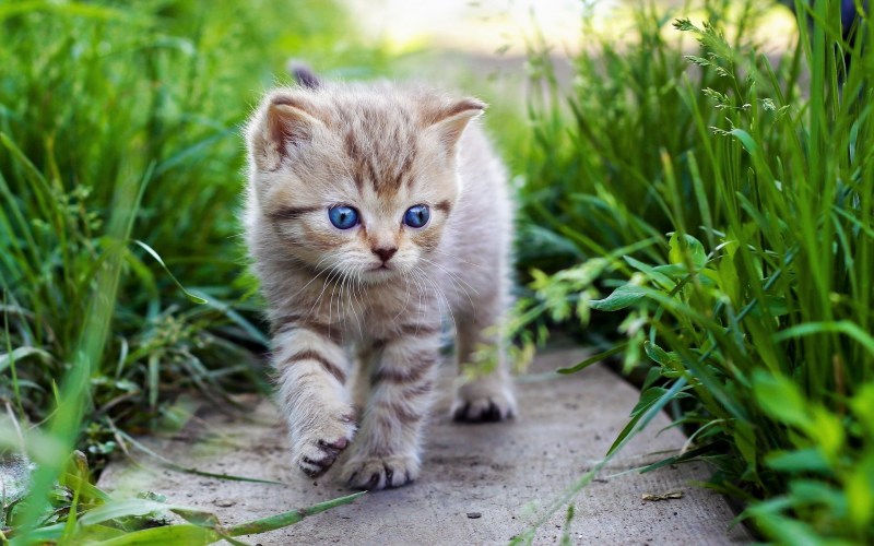 Красивые котята