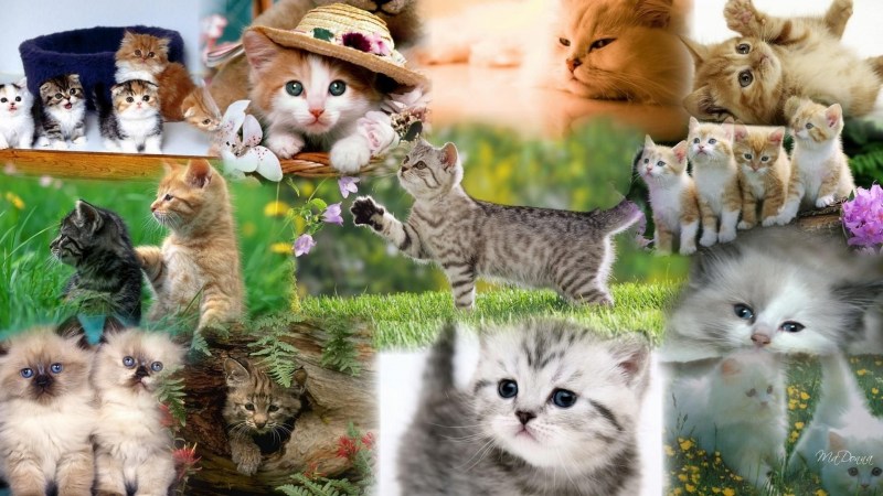 Котята коллаж