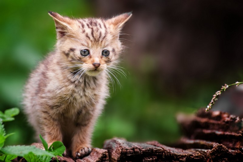Дикие котята