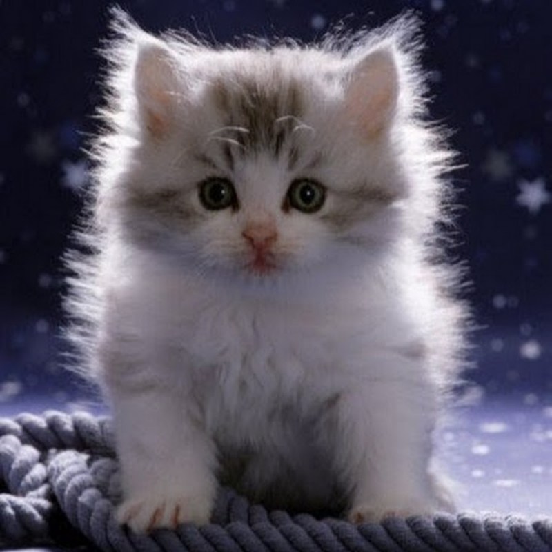 Кошечка Живая