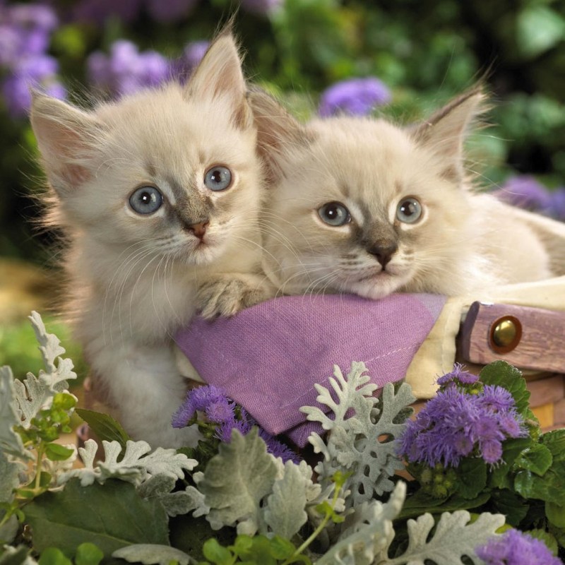 Картинки котят