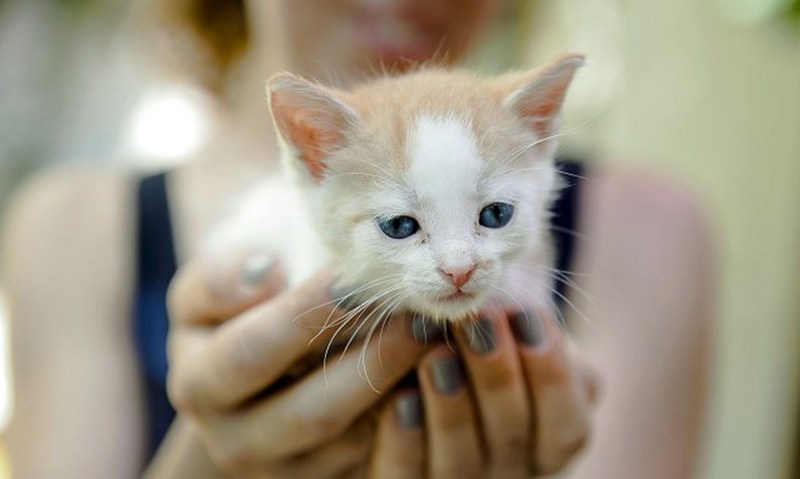 Кошечка Живая
