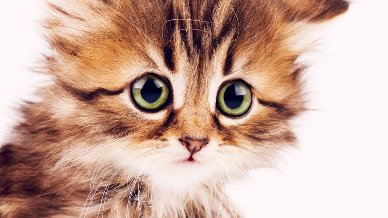 Милые котики