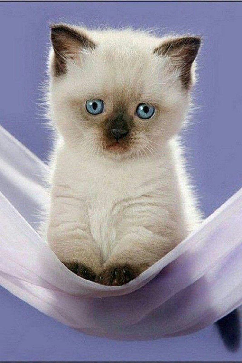 Милые сиамские кошки