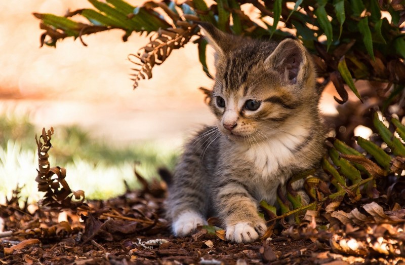 Котята на природе