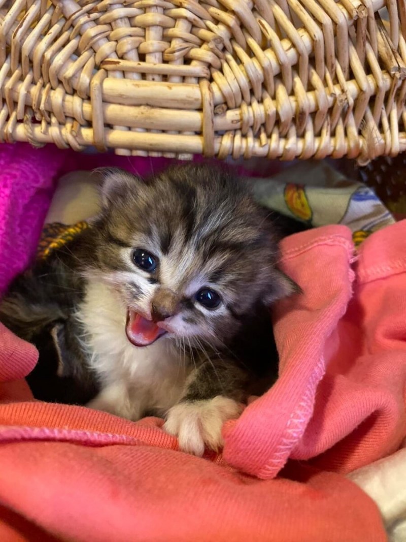 Живые. Котятки