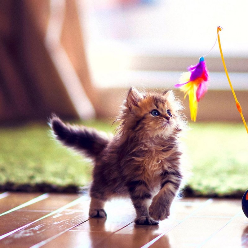 Котики живые