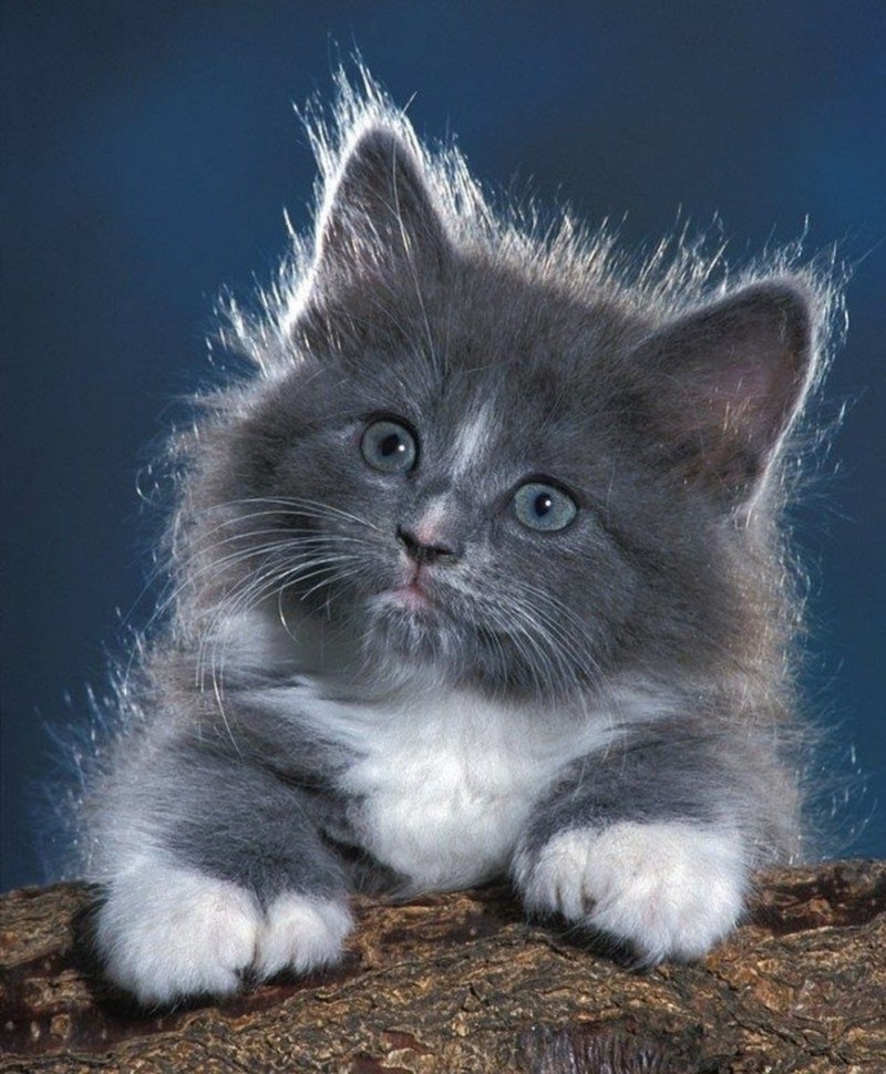 Котики живые