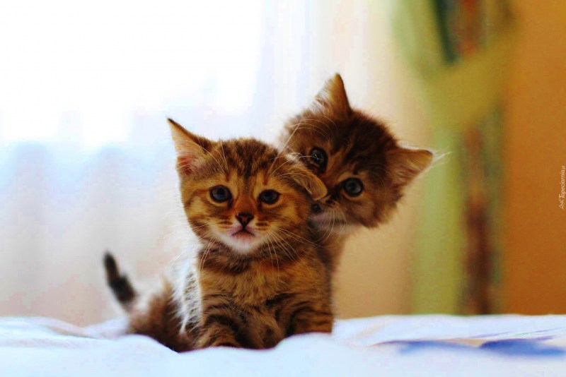 Кошечка Живая
