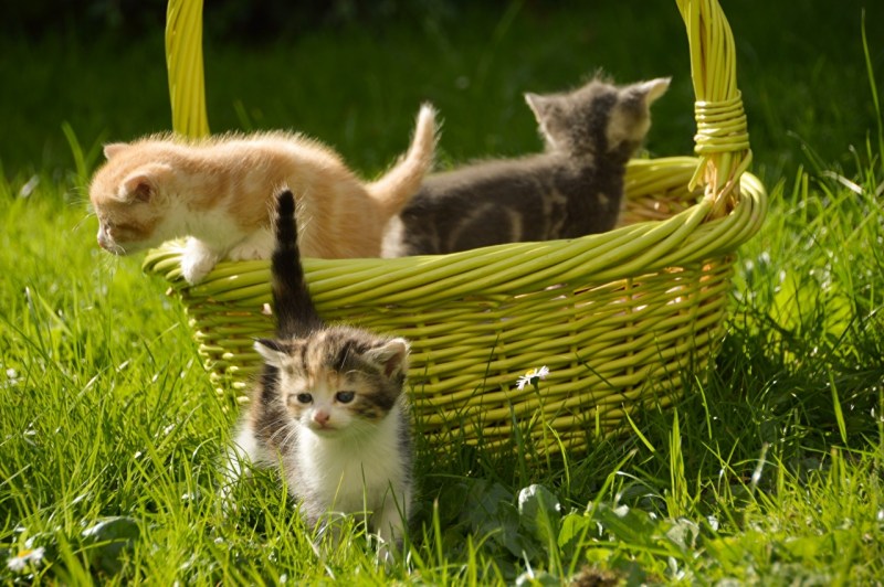 Котята в лукошке