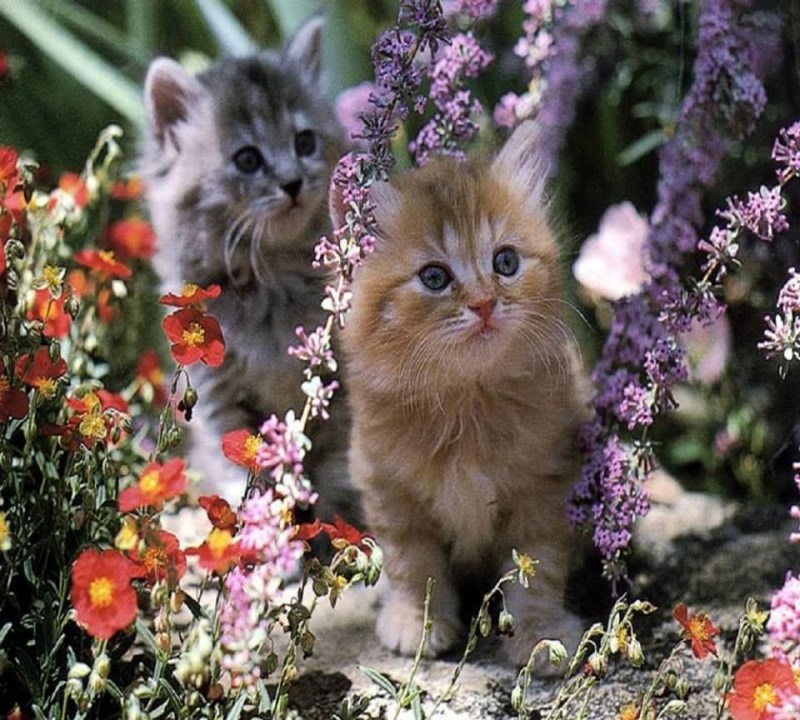 Котенок на лугу