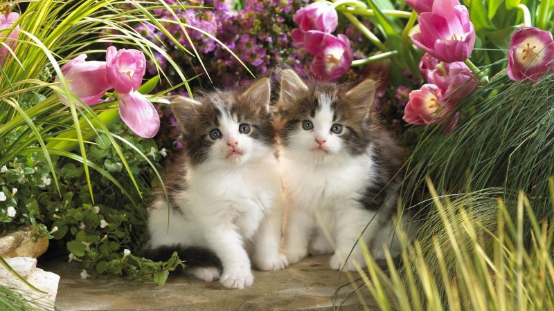Котики в цветах