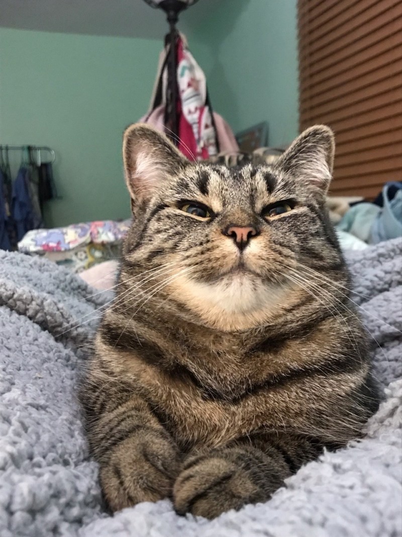 Коты полные живые