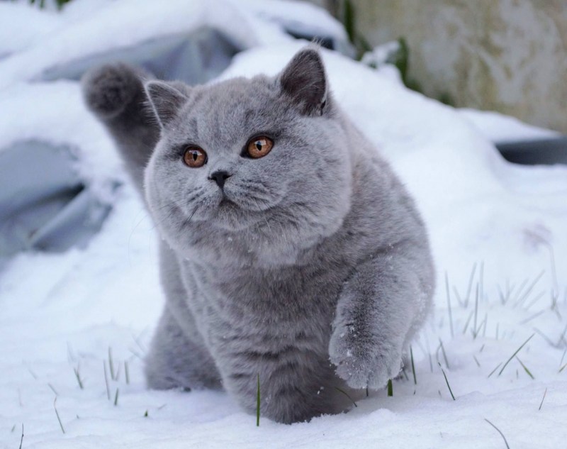 Пухлый британский кот