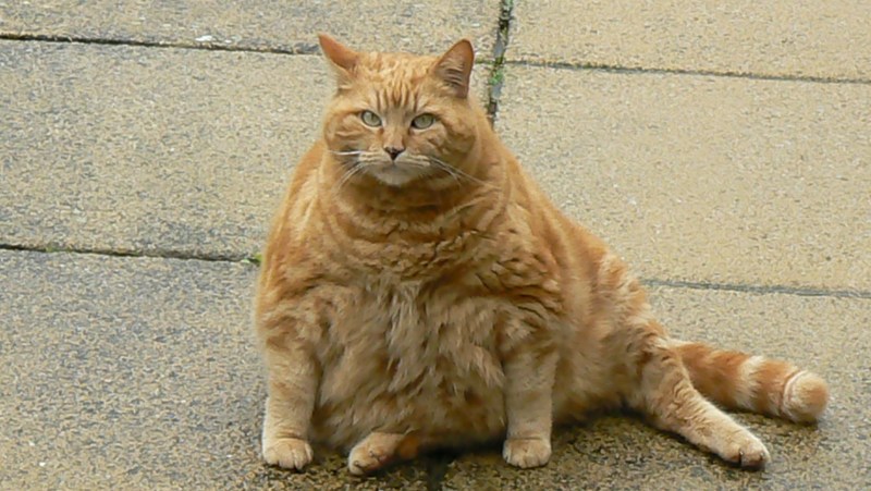 Жирный кот