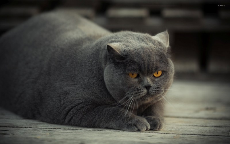 Британская короткошёрстная кошка толстая
