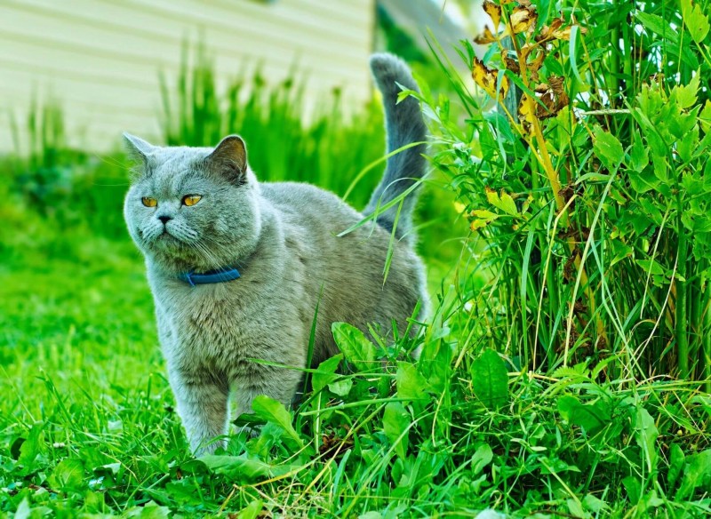 Коротенькие серые коты