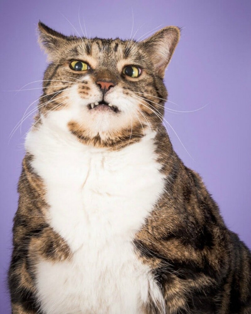 Жирный котик