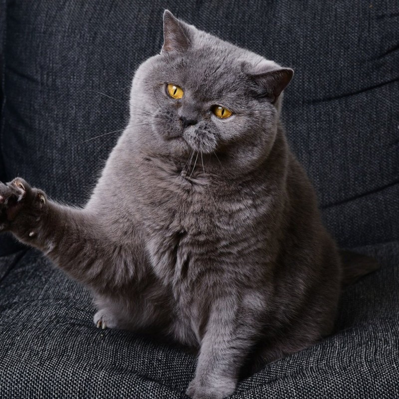 Британский короткошерстный кот толстый