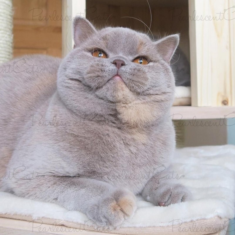 Британский короткошерстный кот толстый