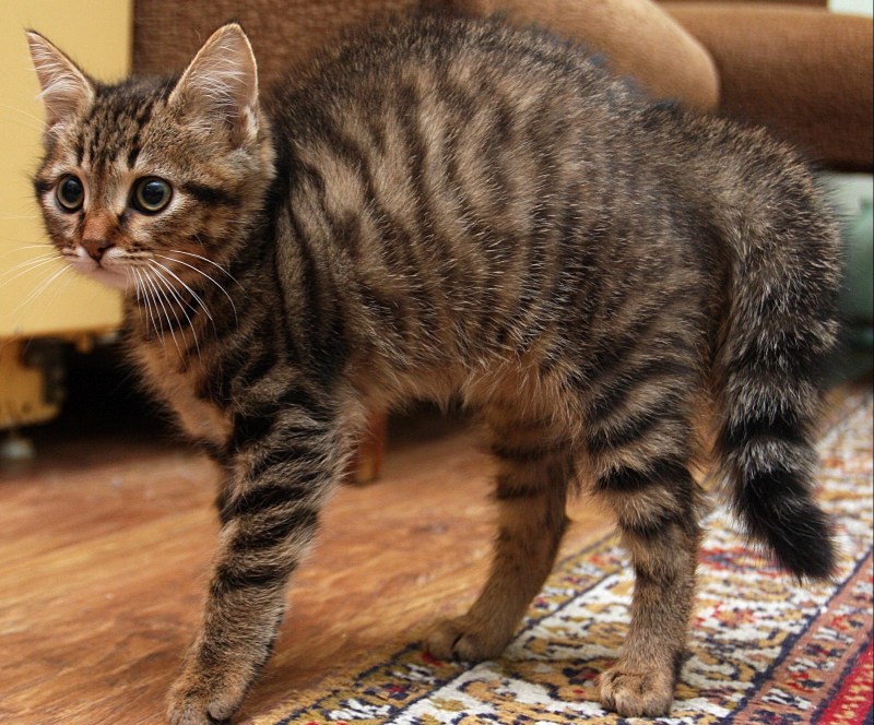Кошка полная котят