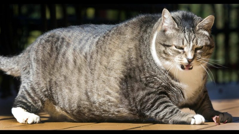 Толстая кошка