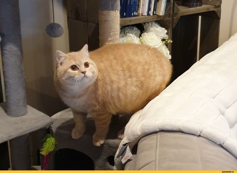 Фото полных котов