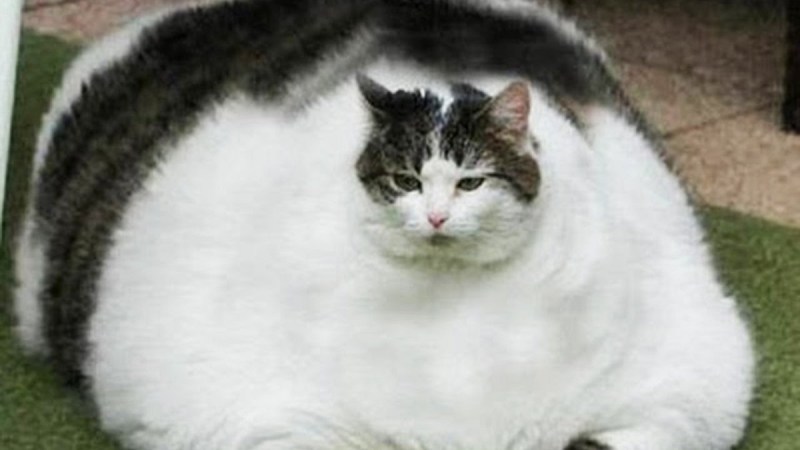 Самый толстый кот