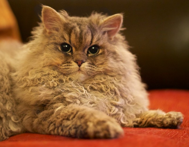 Кот Селкирк рекс