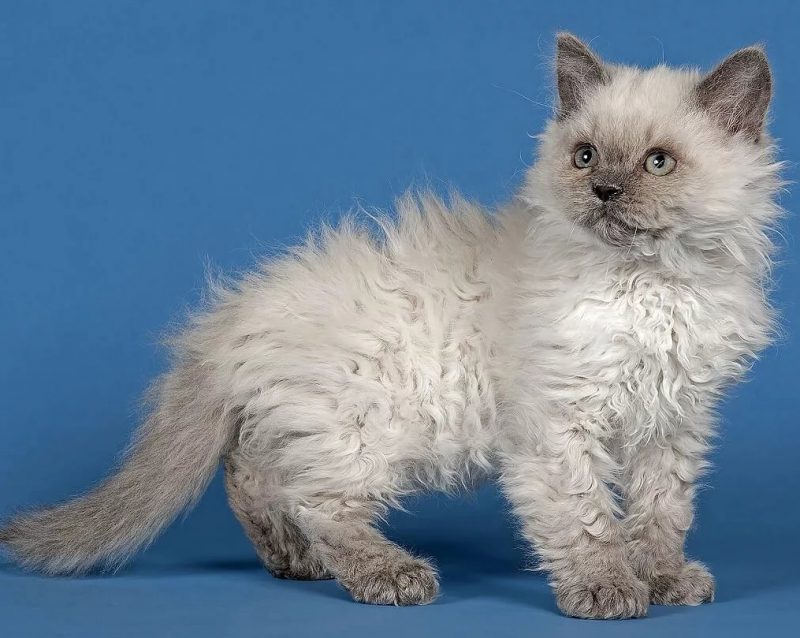 Кошка Селкирк рекс