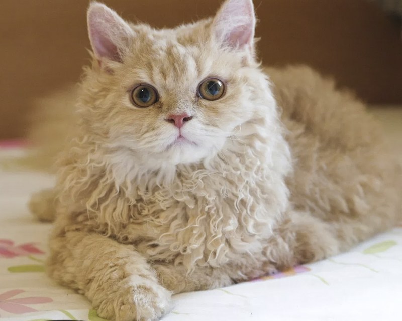 Кошка Селкирк рекс