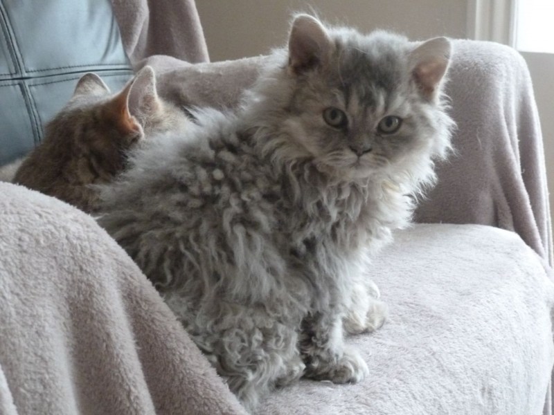 Кошка Селкирк рекс кудрявая