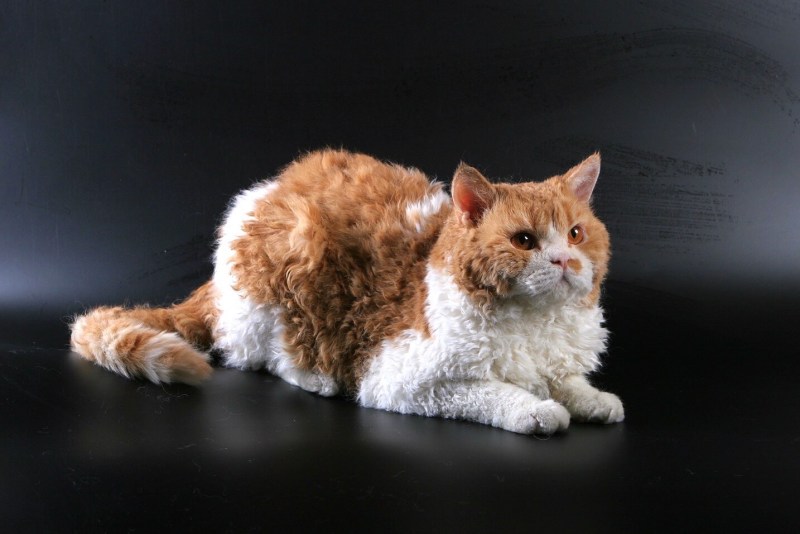 Кот Селкирк рекс