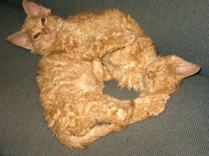 Корниша Селкирк рекс