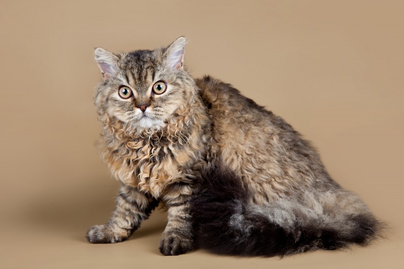 Кот Селкирк рекс