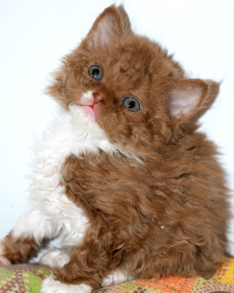 Кот Селкирк рекс