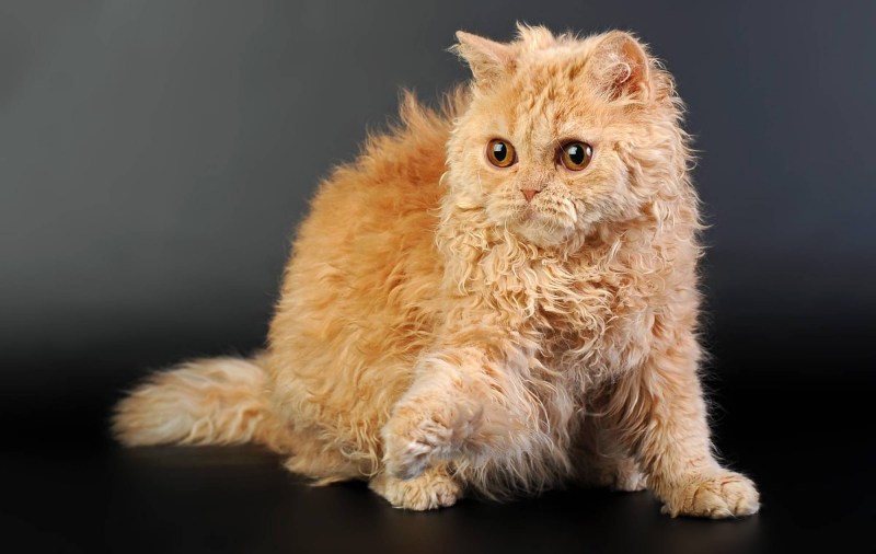 Кот Селкирк рекс