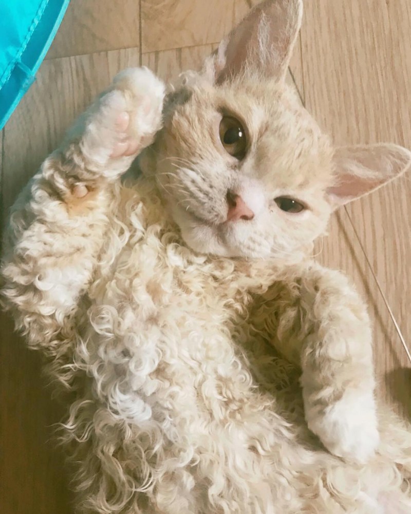 Кудрявый кот