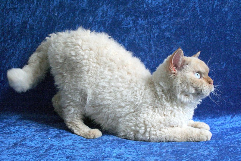 Кошка Селкирк рекс