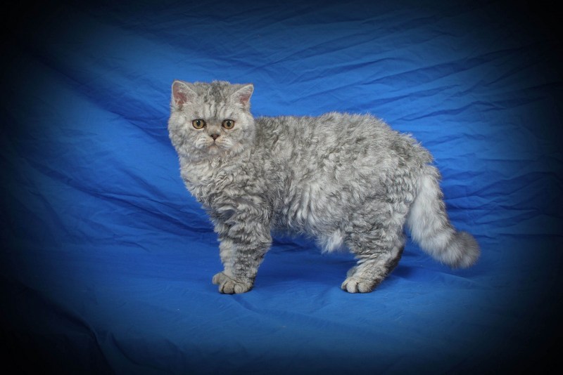 Кот Селкирк рекс