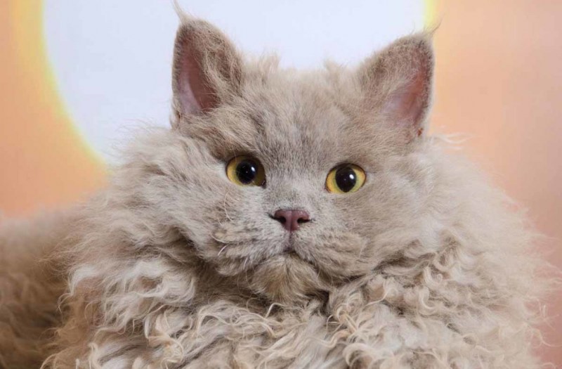 Кот Селкирк рекс