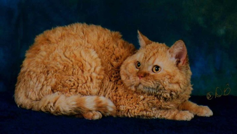 Богемский рекс кошка
