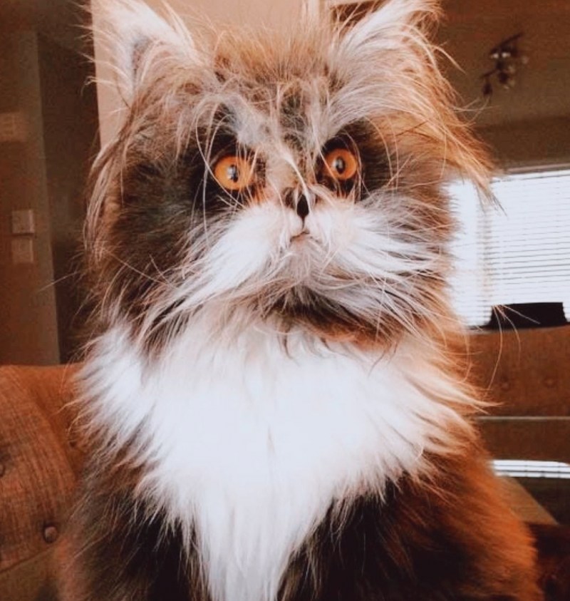 Страшный кот