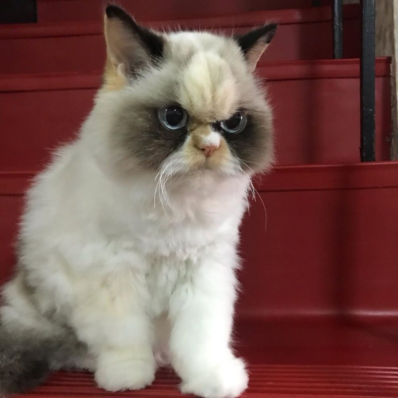 Злобный кот