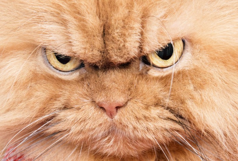 Сердитый кот Grumpy Cat