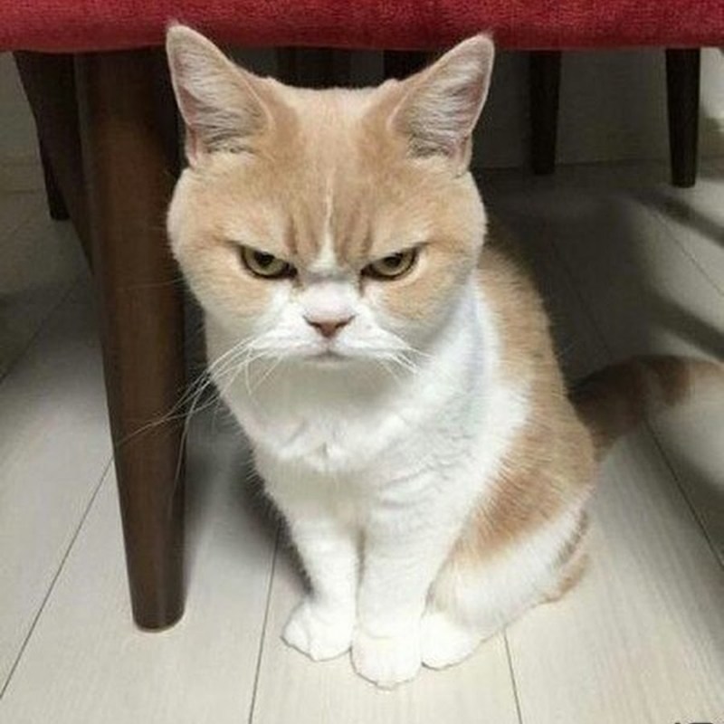 Коюки японский кот