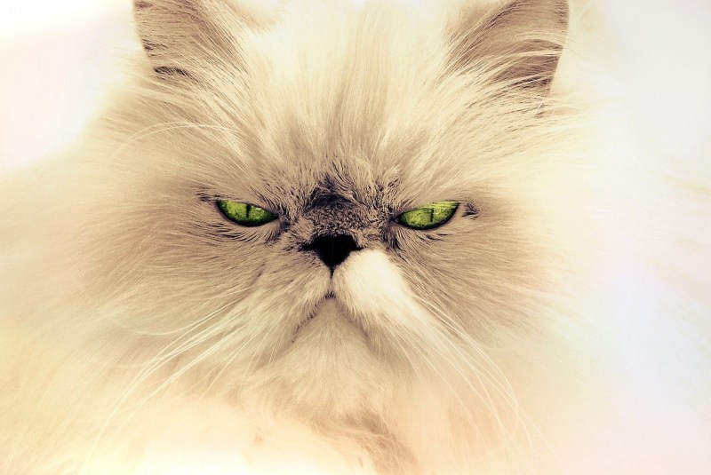 Вредная кошка